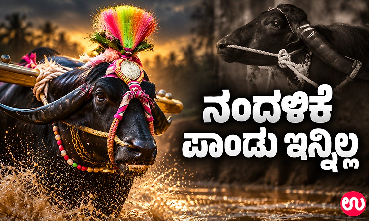 ಕಂಬಳ ಕ್ಷೇತ್ರದ ಲೆಜೆಂಡ್‌ ಕೋಣ ಪಾಂಡು ಇನ್ನಿಲ್ಲ!