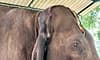 Man trampled to death by elephants in Jharkhand