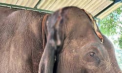 Man trampled to death by elephants in Jharkhand