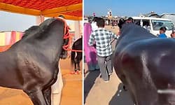 Rs 15-crore horse, Rs 23-crore buffalo steal spotlight at Rajasthan's Pushkar Fair