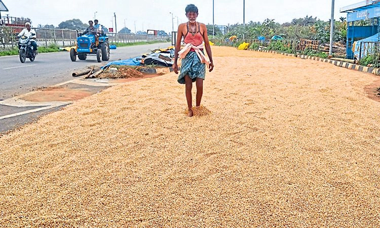 Bharamasagara: ಮೆಕ್ಕೆಜೋಳ ಬೆಲೆ ಕುಸಿತ; ಬೆಳೆಗಾರರು ಕಂಗಾಲು