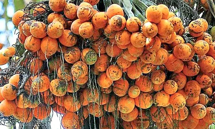 ಅಡಿಕೆ ಕುರಿತ ಡಬ್ಲ್ಯೂಎಚ್‌ಒ ಸಲಹೆ: ಆತಂಕ ಬೇಡ, ಅಧ್ಯಯನ ಬೇಕು