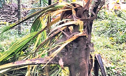 Lone Wild Elephant Damages Crops in Kombinadaka