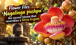 Flower files: 'Nagalinga pushpa' the sacred bloom that resembles a Shiva lingam