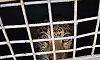 Leopard trapped in forest department cage in Kadur, villagers heave a sigh of relief