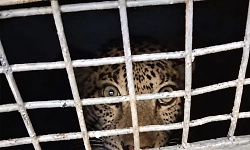 Leopard trapped in forest department cage in Kadur, villagers heave a sigh of relief