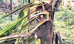 ಕೊಂಬಿನಡ್ಕ: ಒಂಟಿ  ಸಲಗ ದಾಳಿ; ಕೃಷಿ ಹಾನಿ