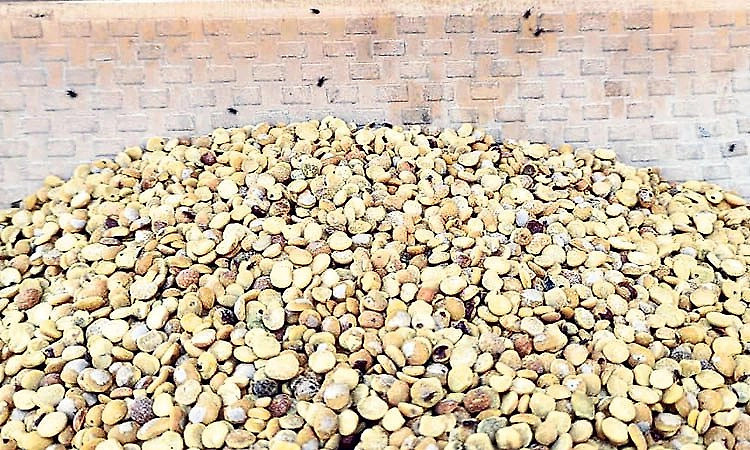 Udupi: Worm-infested toor dal supplied for school mid-day meals; parents demand action