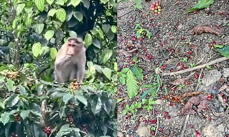 Chikkamagaluru: ಬಂಪರ್ ಬೆಲೆಯ ನಡುವೆ ಮಂಗಗಳ ಕಾಟಕ್ಕೆ ಕಂಗಾಲಾದ ಕಾಫಿ ಬೆಳೆಗಾರರು