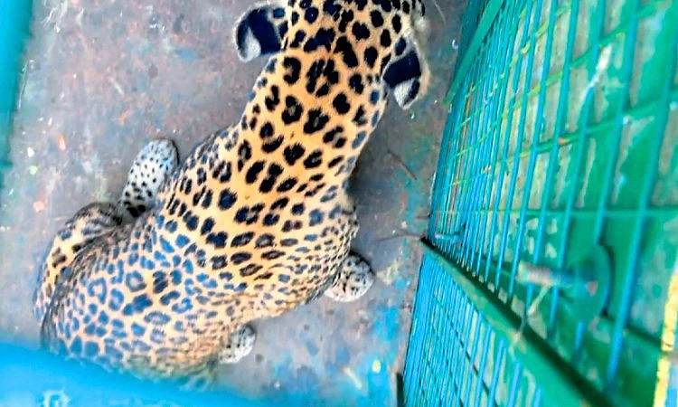 Karkala: ಆಹಾರಕ್ಕಾಗಿ ಹೊಂಚು ಹಾಕುತ್ತಿದ್ದ ಚಿರತೆ ಅರಣ್ಯ ಇಲಾಖೆ ಬೋನಿಗೆ