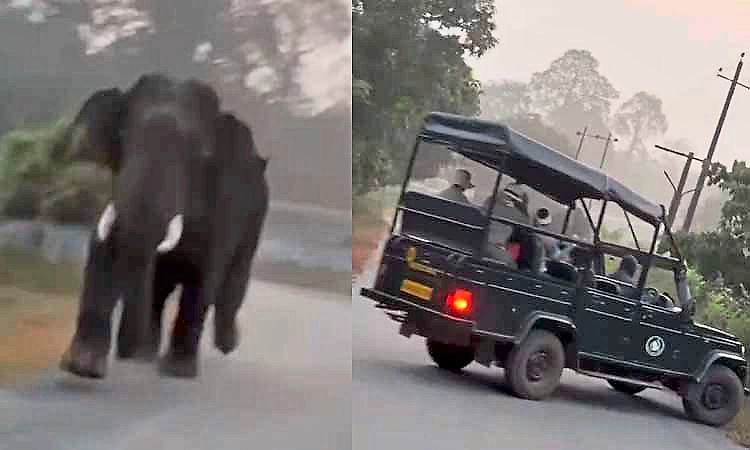 ಚಿಕ್ಕಮಗಳೂರು: ಪ್ರವಾಸಿಗರ ವಾಹನವನ್ನು ಅಟ್ಟಿಸಿಕೊಂಡು ಬಂದ ಕಾಡಾನೆ...