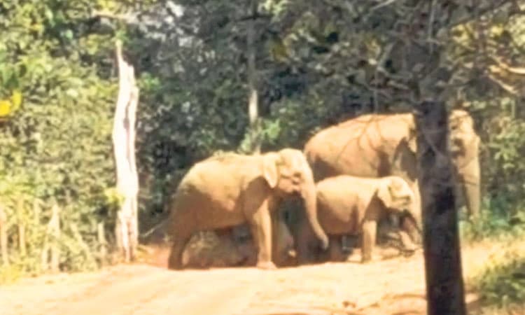 ಅಜ್ಜಾವರ:ಹೆಚ್ಚಿದ ಕಾಡಾನೆಗಳ ಹಾವಳಿ