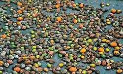 ಎಲೆಚುಕ್ಕೆ ರೋಗದಿಂದ ಕರಾವಳಿಯ ಅಡಿಕೆ ಬೆಳೆಗಾರರು ಕಂಗಾಲು!