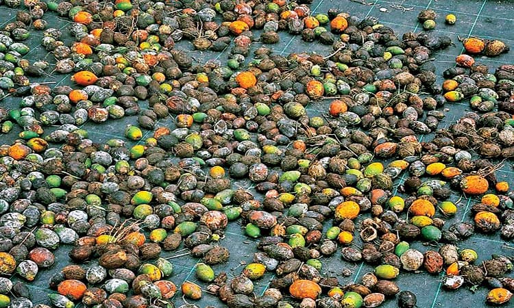 ಎಲೆಚುಕ್ಕೆ ರೋಗದಿಂದ ಕರಾವಳಿಯ ಅಡಿಕೆ ಬೆಳೆಗಾರರು ಕಂಗಾಲು!