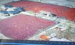 ಮಲಗಿದ್ದ ನಾಯಿಯನ್ನು ಎಬ್ಬಿಸಿ ಹೊಡೆದು, ಹೊತ್ತೊಯ್ದ ಚಿರತೆ; ಚಲನ-ವಲನ ಸಿಸಿಟಿವಿಯಲ್ಲಿ ಸೆರೆ