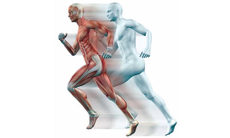 Exercise and strong bones: ವ್ಯಾಯಾಮ ಮತ್ತು ಸದೃಢ ಎಲುಬುಗಳು