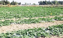 Kundapura: ಕಲ್ಲಂಗಡಿ ಬೆಳೆ; ಈ ಬಾರಿ ಬೆಳೆಗಾರರಲ್ಲಿ ನಿರಾಸಕ್ತಿ