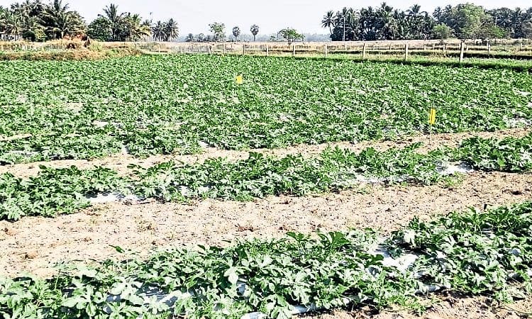 Kundapura: ಕಲ್ಲಂಗಡಿ ಬೆಳೆ; ಈ ಬಾರಿ ಬೆಳೆಗಾರರಲ್ಲಿ ನಿರಾಸಕ್ತಿ