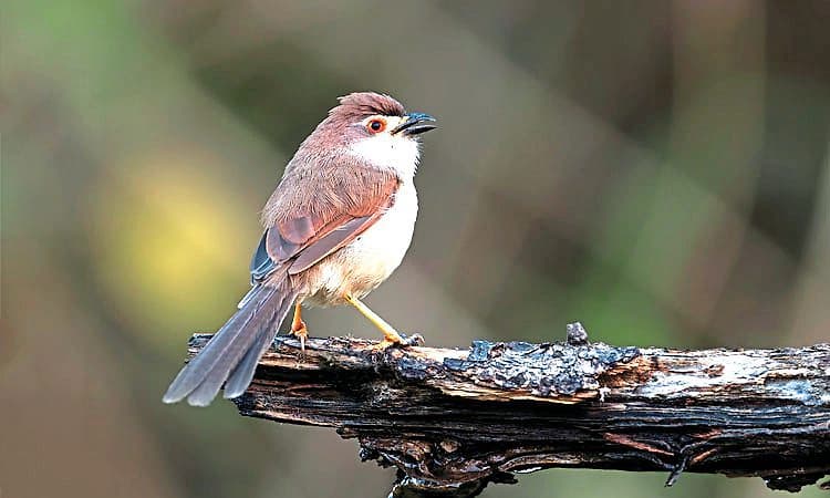 ಕಣ್ಮನ ಸೆಳೆಯುವ "ಹಳದಿ ಕಣ್ಣಿನ ಹರಟೆಮಲ್ಲ'' ಹಕ್ಕಿ