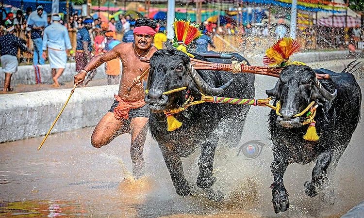 Kambala Record: ಅತೀ ವೇಗದ ಓಟ..: ಸಾರ್ವಕಾಲಿಕ ಕಂಬಳ ದಾಖಲೆ ಮುರಿದ 80 ಬಡಗಬೆಟ್ಟು ಕೋಣಗಳು