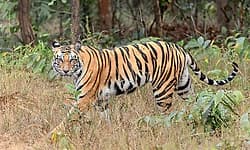 Chandrapura: ಹುಲಿ ದಾಳಿಗೆ ಇಬ್ಬರು ಸಾವು