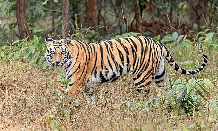 Chandrapura: ಹುಲಿ ದಾಳಿಗೆ ಇಬ್ಬರು ಸಾವು