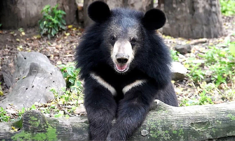 Farmer seriously injured in bear attack in Chikkamagaluru