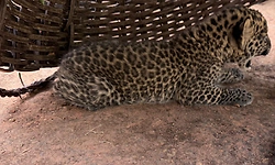 Thirthahalli: ಅರಣ್ಯ ಇಲಾಖೆ ಕಾರ್ಯಾಚರಣೆ, ಚಿರತೆ ಮರಿ ಸೆರೆ