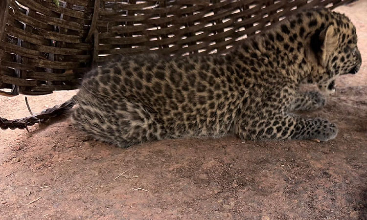 Thirthahalli: ಅರಣ್ಯ ಇಲಾಖೆ ಕಾರ್ಯಾಚರಣೆ, ಚಿರತೆ ಮರಿ ಸೆರೆ