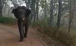 ತೋಟದಲ್ಲಿ ಕೆಲಸ ಮಾಡುತ್ತಿದ್ದಾಗ ಕಾಡಾನೆ ದಾಳಿ; ಕಾರ್ಮಿಕ ಬಲಿ