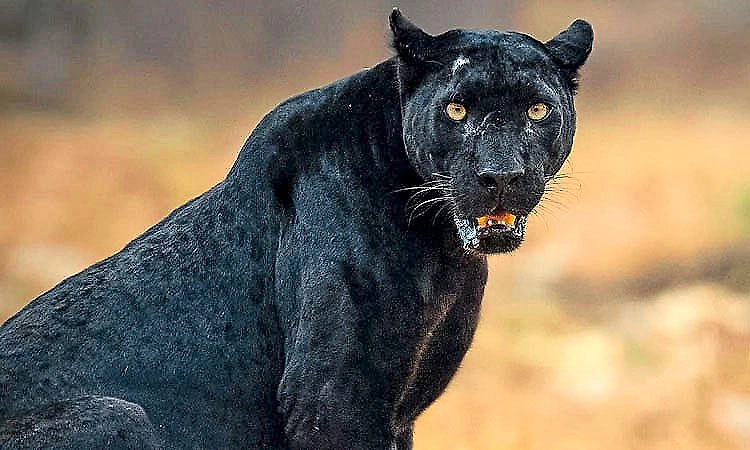 Black panther sighting creates panic in Bhatkal