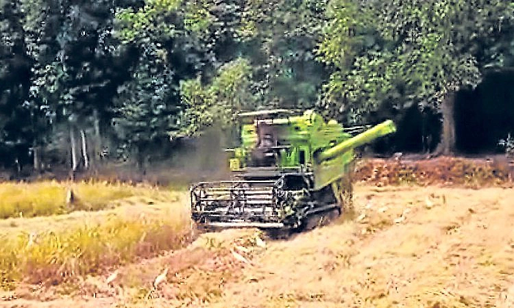 Karkala: Harvesting of Rabi (Hingaru) paddy crops begins