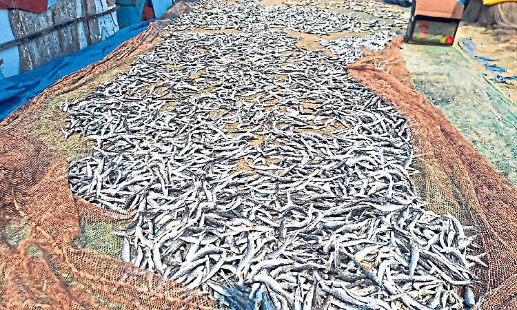 Dry fish traders in distress, shortage of quality fish hits traders  in Udupi