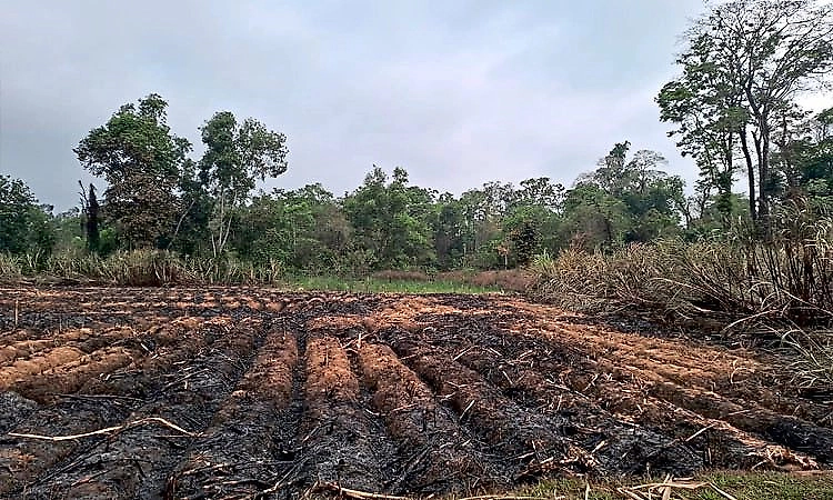 Sugarcane field catches fire in Ripponpet, farmer suffers heavy loss