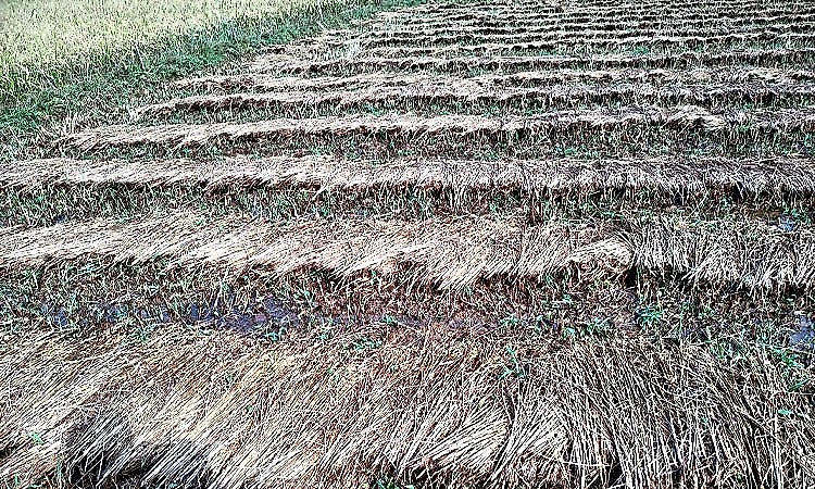 Unseasonal rain damages paddy crop in Honnavar