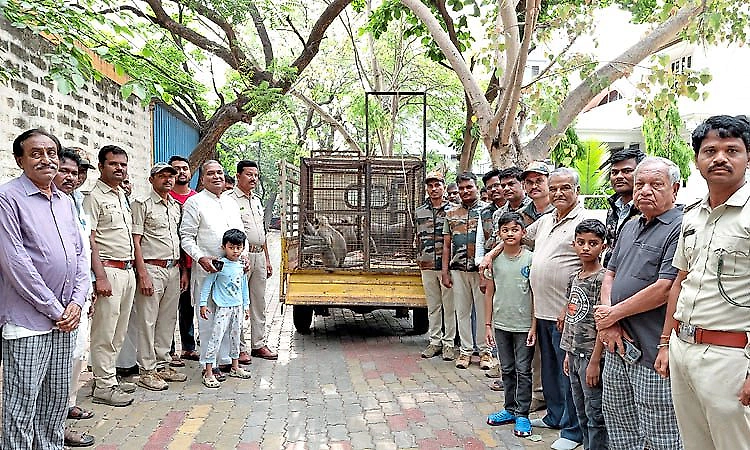 Three injured after monkeys attack in Gangavathi, forest team captures animals