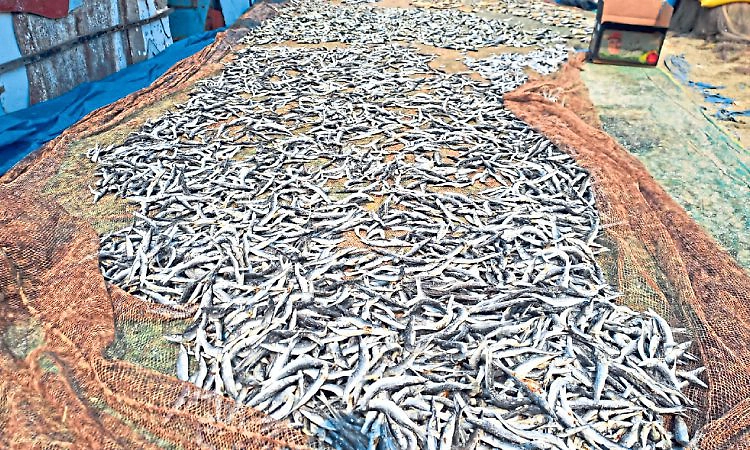 Udupi; ಒಣ ಮೀನು ವ್ಯಾಪಾರಿಗಳಿಗೂ ಸಂಕಷ್ಟ