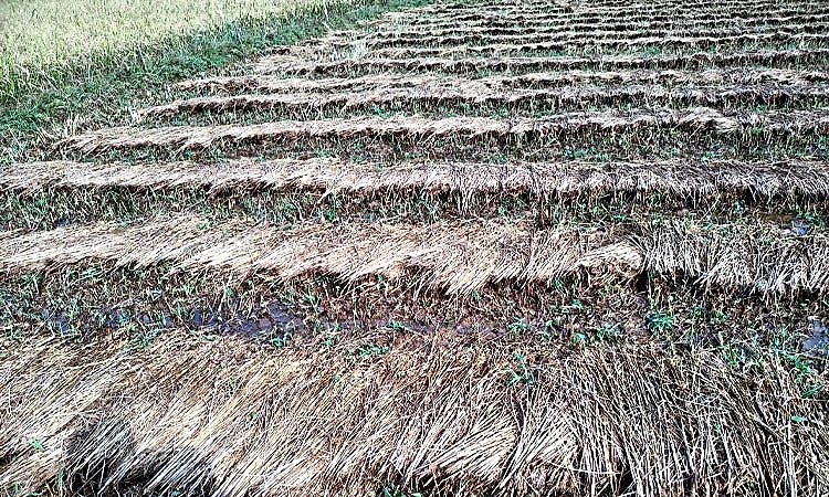 Honnavar: ಗುಡುಗು ಸಹಿತ ಮಳೆ, ಭತ್ತಕ್ಕೆ ಹಾನಿ