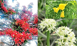 ಬಯಲು ಸೀಮೆಯ ಸುಂದರ ಸುಮಗಳು