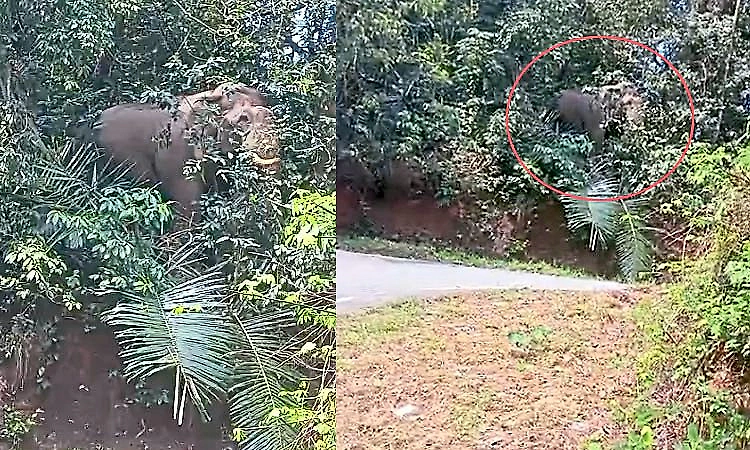 Chikkamagaluru: Wild elephant spotted at Charmadi Ghat, causes concern among travellers