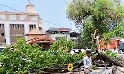 ಮಗುಚಿದ ಮರ: ಪಾರಾದ ಮಹಿಳೆ