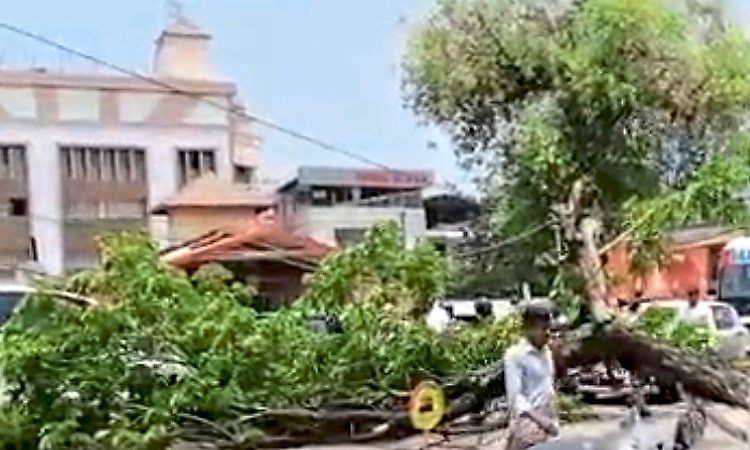 ಮಗುಚಿದ ಮರ: ಪಾರಾದ ಮಹಿಳೆ