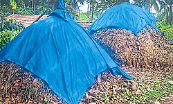 Shirva: The disappearing dry leaf haystack!