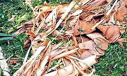 ಅರಂತೋಡು: ಕಾಡಾನೆಗಳಿಂದ ಕೃಷಿ ನಾಶ