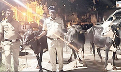ಗೋವುಗಳ ಅಕ್ರಮ ಸಾಗಣೆ, ಆರೋಪಿ ಸೆರೆ, ಹಸುಗಳು ವಶಕ್ಕೆ