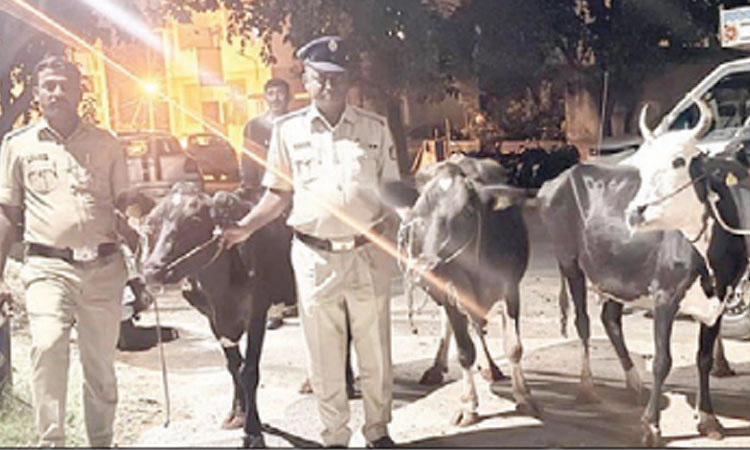 ಗೋವುಗಳ ಅಕ್ರಮ ಸಾಗಣೆ, ಆರೋಪಿ ಸೆರೆ, ಹಸುಗಳು ವಶಕ್ಕೆ