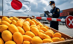 Mangoes: 20 ವರ್ಷದ ಬಳಿಕ ಭಾರತದ ಮಾವಿನ ಹಣ್ಣು ರಫ್ತನ್ನು ಬ್ಯಾನ್‌ ಮಾಡಿದ ಜಪಾನ್!