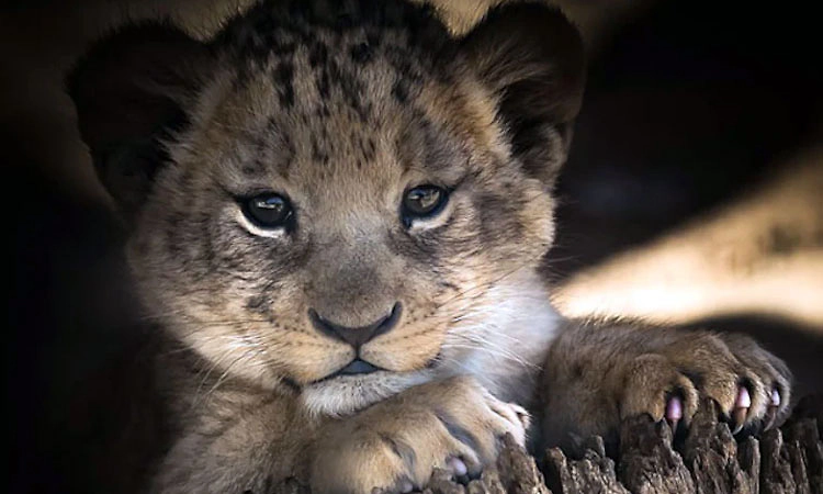 Lion Cub: ಗಿರ್ ಅರಣ್ಯದಲ್ಲಿ ಸಿಂಹದ ಮರಿಗಳ ನಿಗೂಢ ಸಾವು: ತುರ್ತು ವೈದ್ಯಕೀಯ ತಂಡ ನಿಯೋಜನೆ