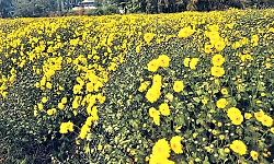 Hemmadi Chrysanthemum moves closer to GI tag as Udupi begins conservation drive