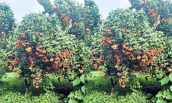 Beluvai: ರಂಬುಟಾನ್‌ಗೆ ವರವಾದ ಮಳೆ ಕೊರತೆ!